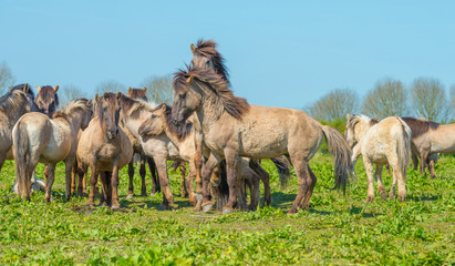 Horses in nature in spring