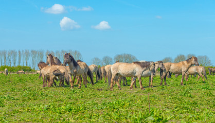 Horses in nature in spring © Naj