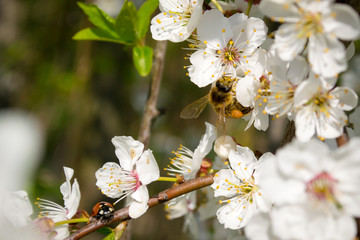 Сбор пыльцы на сливовых деревьях © ithorhanna