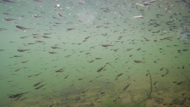 Large school of minnows swimming in a lake. 