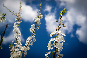 Сбор пыльцы на сливовых деревьях