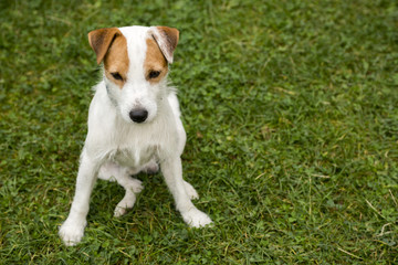 Naklejka na ściany i meble Jack Parson Russell Terrier puppy dog pet, tan rough coated, outdoors in park while laying on green grass lawn