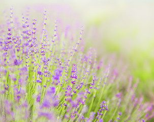 Fototapeta premium Levender bushes.