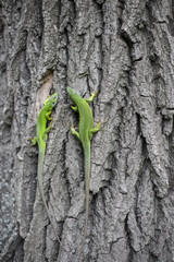 Green lizard - Green lizard with a long tail standing on a piece