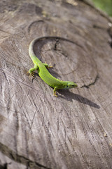 Green lizard - Green lizard with a long tail standing on a piece
