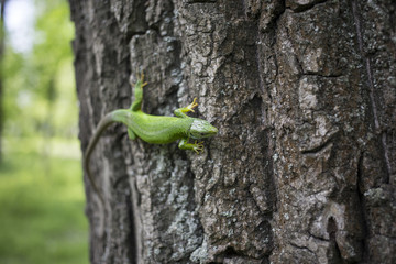 Green lizard - Green lizard with a long tail standing on a piece