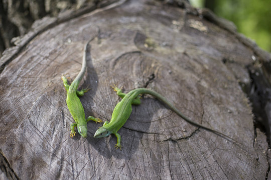 Green lizard - Green lizard with a long tail standing on a piece