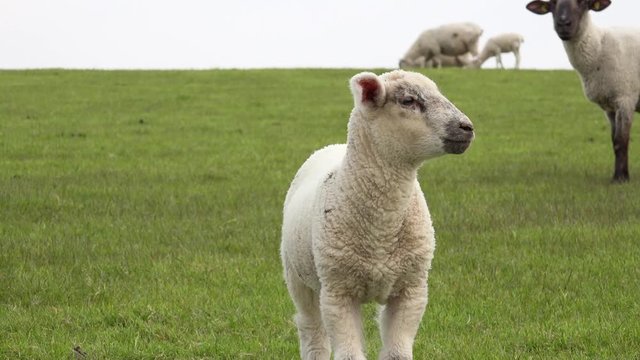 Lamm steht auf der Wiese. Grasende Schafe im Hintergrund.