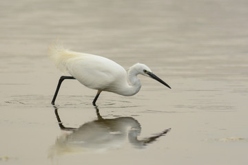 garzetta (Egretta garzetta) nello stagno