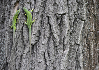Green lizard - Green lizard with a long tail standing on a piece