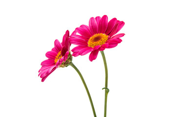 pink daisy