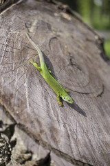 Green lizard - Green lizard with a long tail standing on a piece