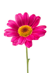 pink daisy