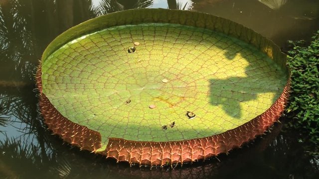 Giant water lily leaf floats on water in the National Orchid Gardens in Singapore, Singapore.
