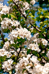 When the cherries bloomed