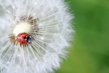 Obraz premium Ladybug and dandelion