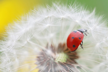 Ladybug and dandelion