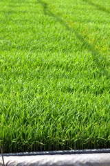 Seedlings of rice