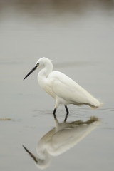garzetta (Egretta garzetta) nello stagno