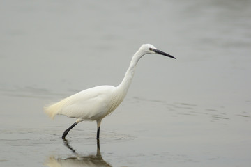 garzetta (Egretta garzetta) nello stagno