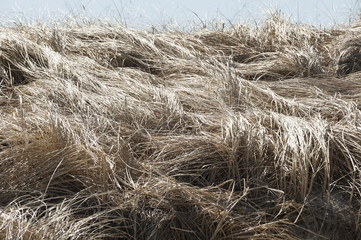 Cord grass by bay