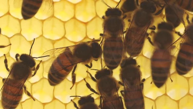 Bees