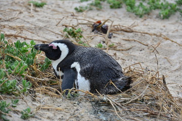 Fototapeta premium Boulders beach in the Cape Peninsula at the Western Cape of South Africa 