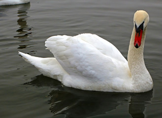The former ugly duckling from a children's fairy tale.