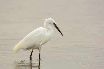 garzetta (Egretta garzetta) nello stagno