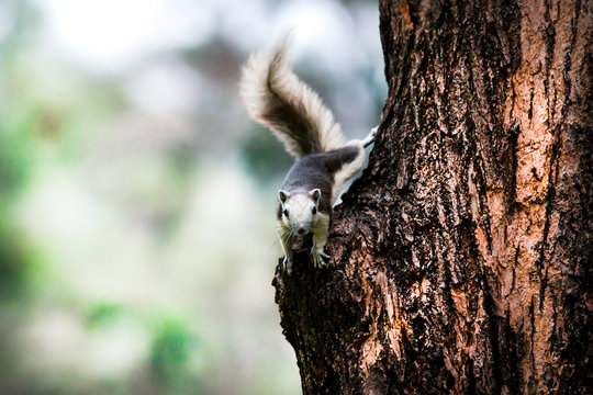 Squirrel Climb Down