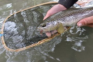 Closeup of fario trout caught by fisherman