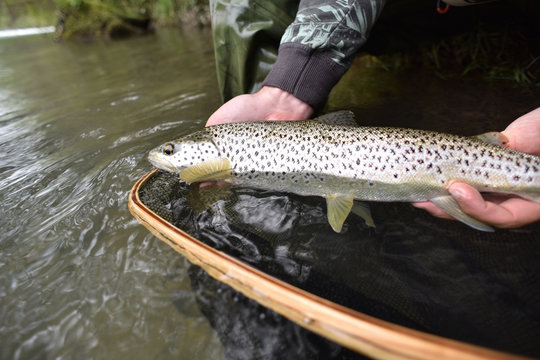 Fly-fisherman holding fario trout caught in river