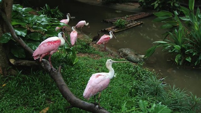 Flamingo birds in a pond in Singapore.