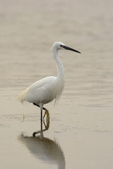garzetta (Egretta garzetta) nello stagno
