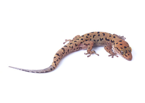Gecko lizard isolated on white background