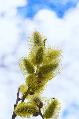 flowering willow fluffy