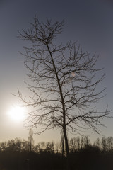leafless tree backlit in a sunset cloudy