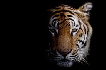 Fototapeten Tiger © art9858