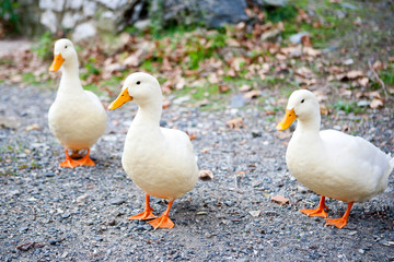 Утка / Duck