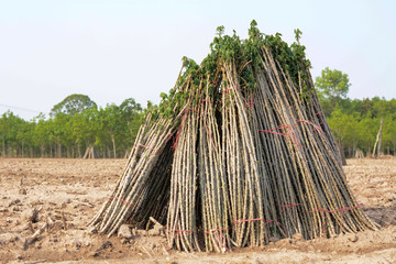 Pile of cassava bulb with cassava tree on the ground