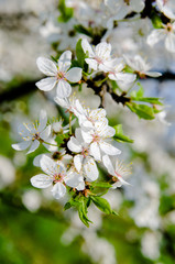 branch of cherry blossoms on a green background