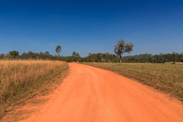 Fototapeta na wymiar Dirt road on savanna forest.