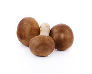 Shiitake Mushrooms isolated on the white background