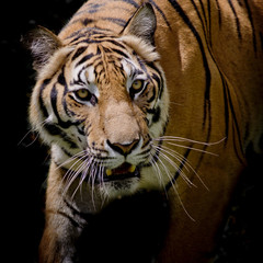 Beautiful tiger walking step by step isolated on black backgroun