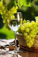 Obrazy na Plexi  Kieliszek do białego wina, winorośl i kiść winogron