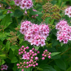 Spiraea japonica Little Princess