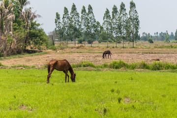Horses in the fields in countryside farm.