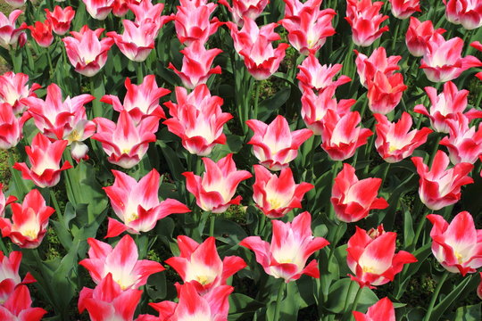 tulipani in fioritura