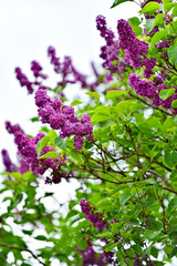 Obraz premium Lilac flowers blooming