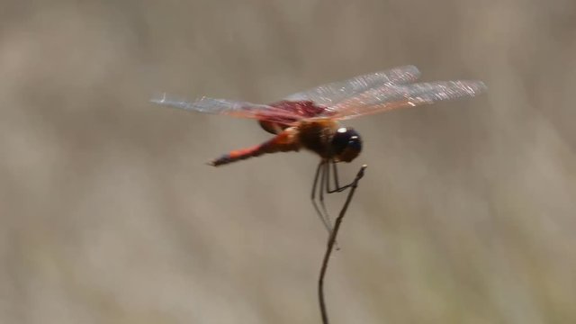 4K Carolina Saddlebags (Tramea carolina) Dragonfly - Male Perching 1